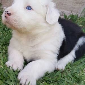 Meet your Posher, Dora